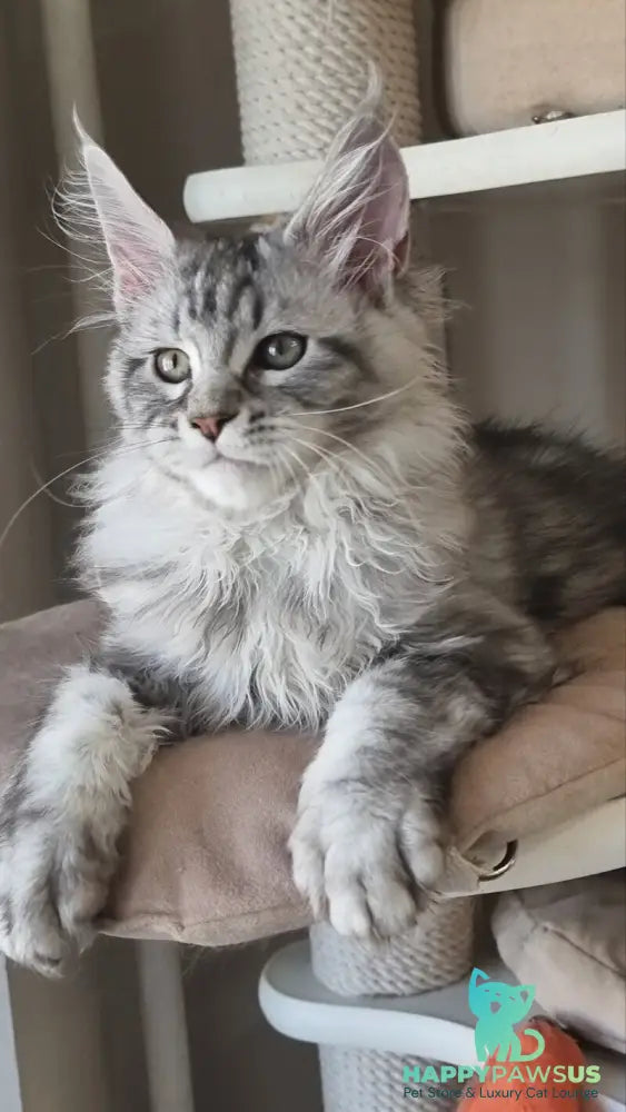 Dafna Maine Coon female black silver tabby - live animals