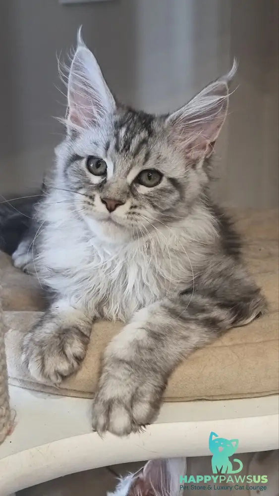 Dafna Maine Coon female black silver tabby - live animals