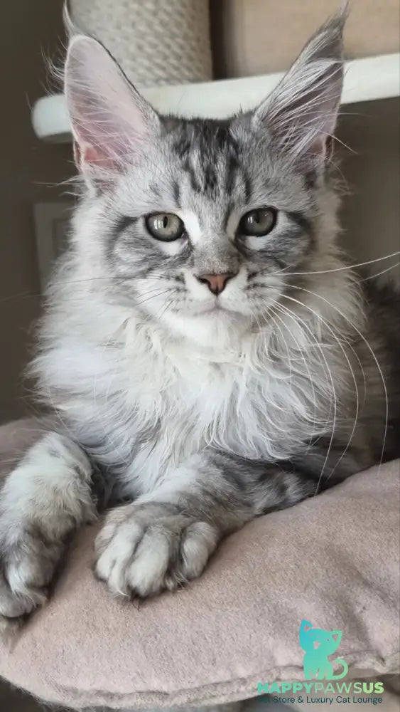 Dafna Maine Coon female black silver tabby - live animals