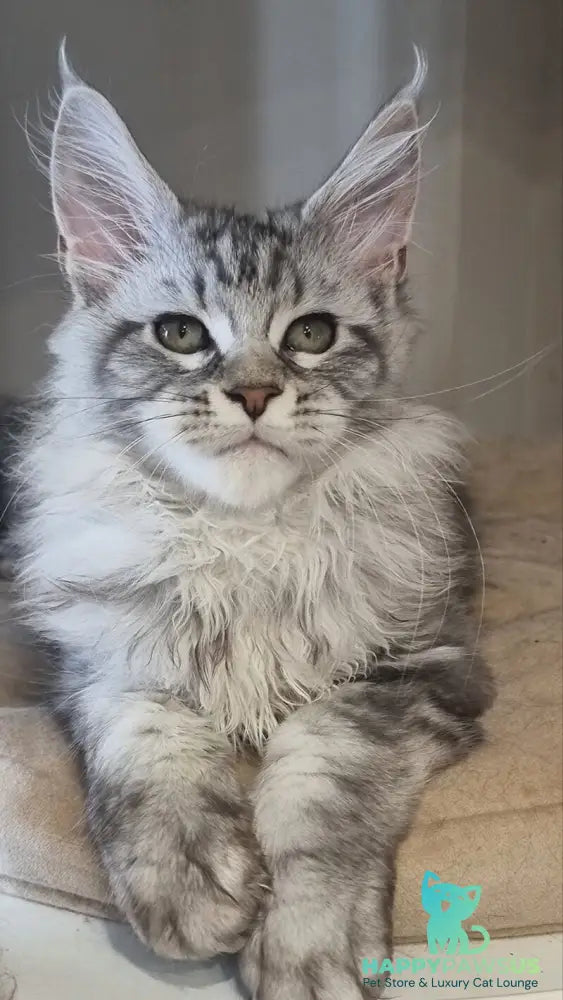 Dafna Maine Coon female black silver tabby - live animals
