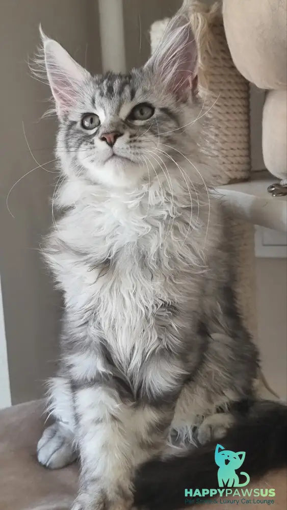 Dafna Maine Coon female black silver tabby - live animals