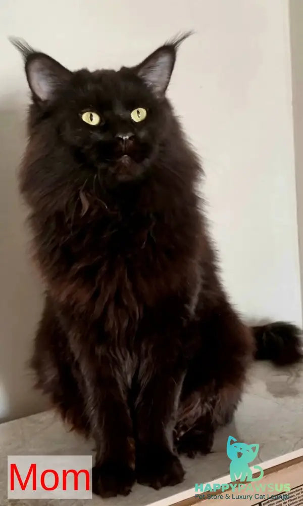 Dafna Maine Coon female black silver tabby - live animals