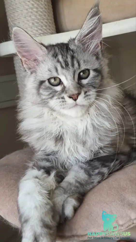 Dafna Maine Coon female black silver tabby - live animals