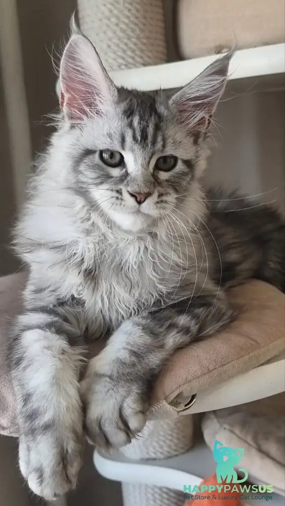 Dafna Maine Coon female black silver tabby - live animals