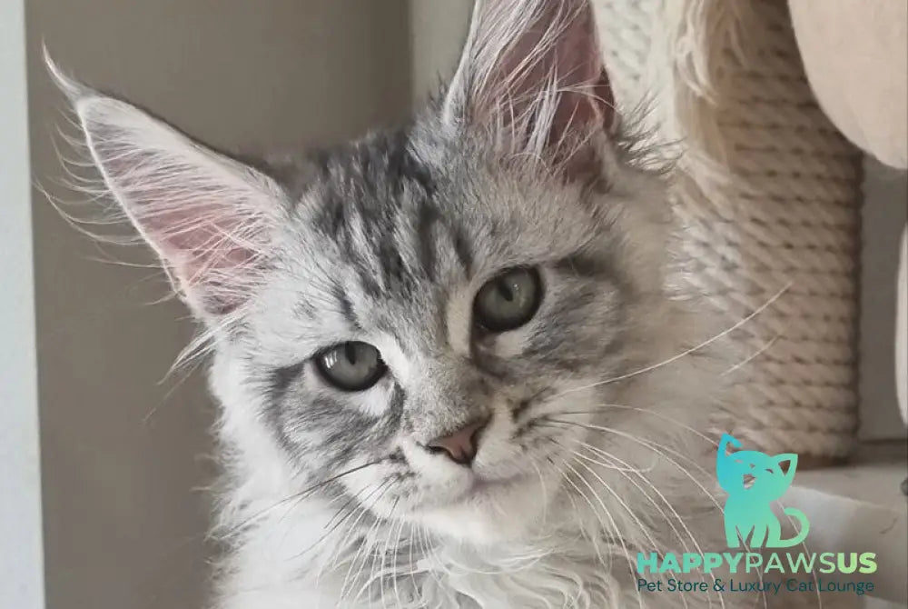 Dafna Maine Coon female black silver tabby - live animals