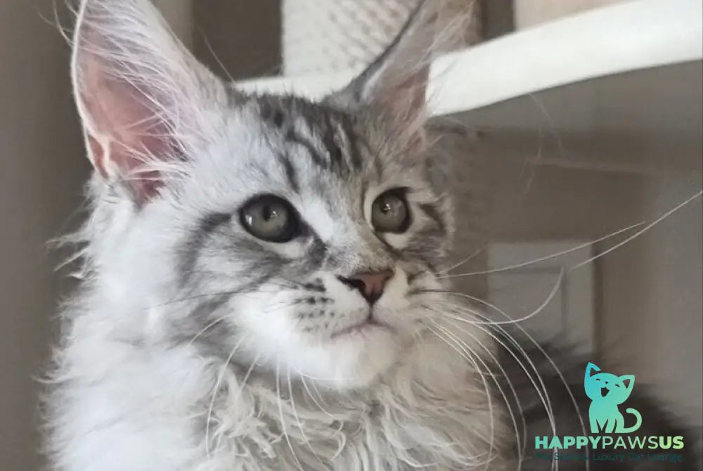 Dafna Maine Coon female black silver tabby - live animals