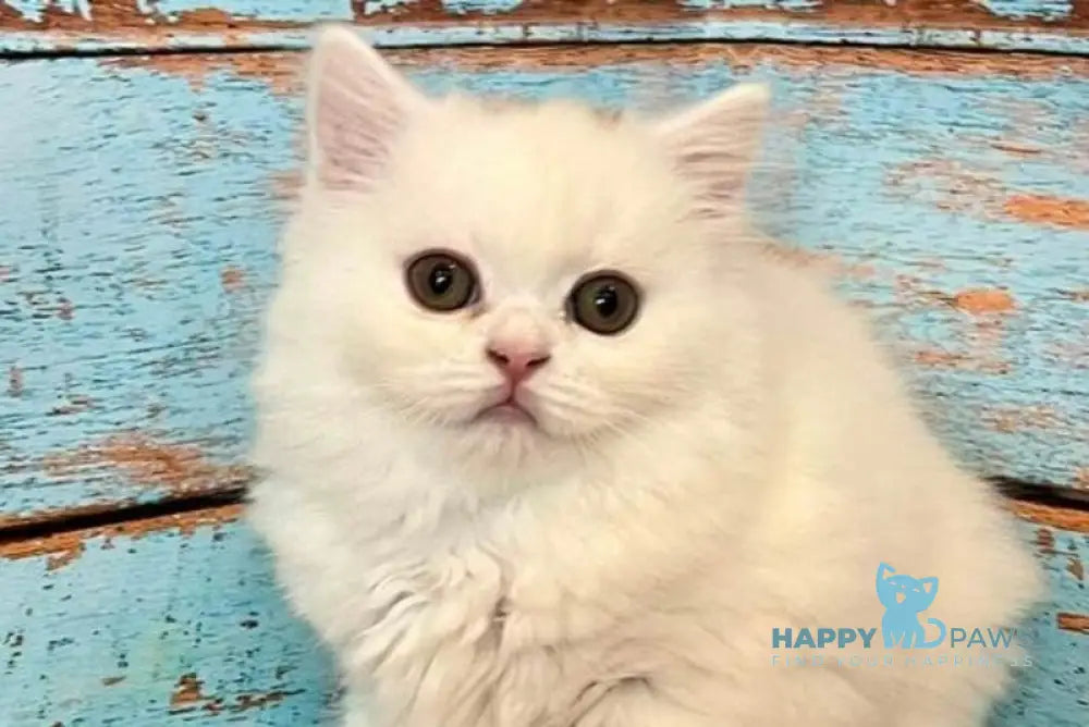 Daiana Scottish Straight female white live animals