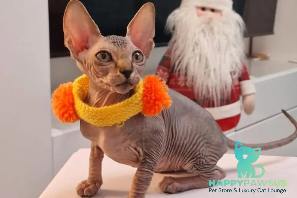 Daily Canadian Sphynx female black tabby - live animals