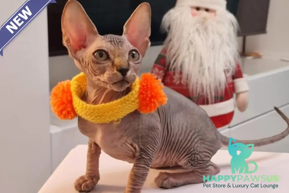 Daily Canadian Sphynx female black tabby - live animals