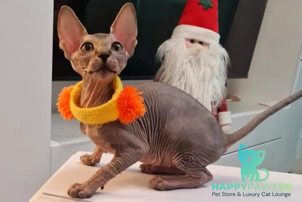 Daily Canadian Sphynx female black tabby - live animals