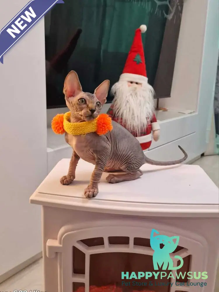 Daily Canadian Sphynx female black tabby - live animals