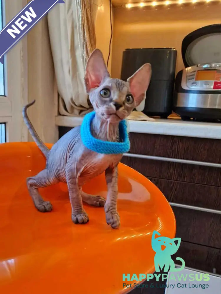 Daily Canadian Sphynx female black tabby - live animals