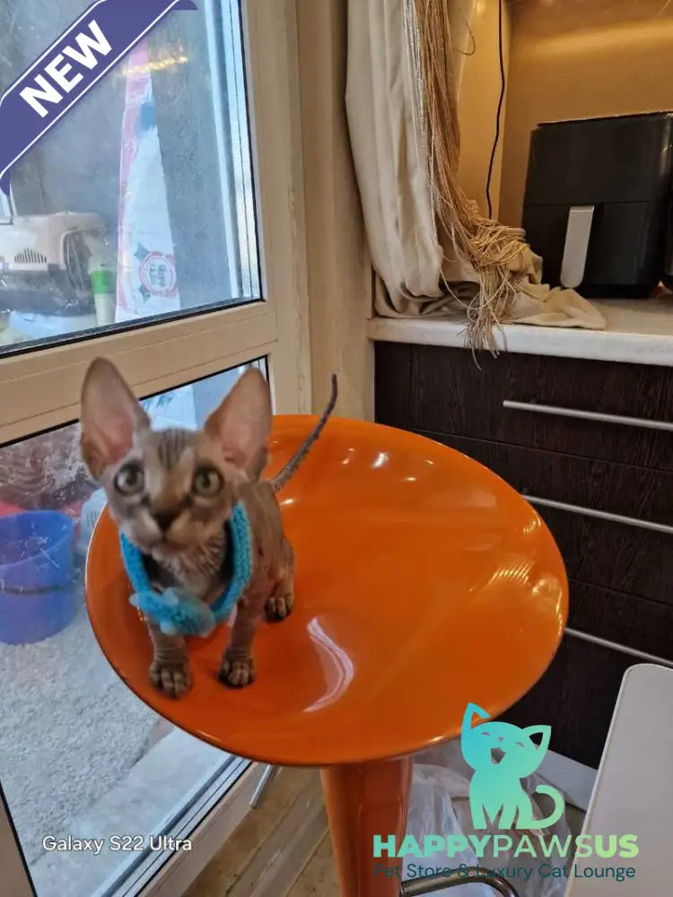 Daily Canadian Sphynx female black tabby - live animals