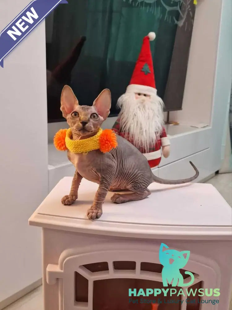 Daily Canadian Sphynx female black tabby - live animals