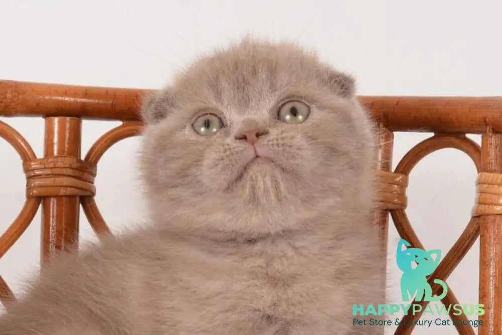 Daina Scottish Fold female lilac live animals