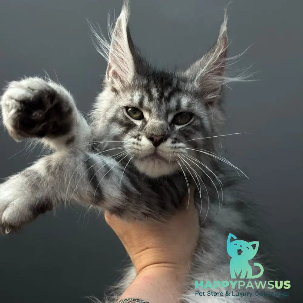 Daiquiri Maine Coon male black silver spotted tabby - live animals