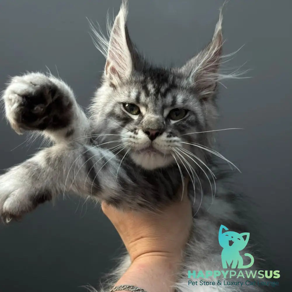 Daiquiri Maine Coon male black silver spotted tabby - live animals