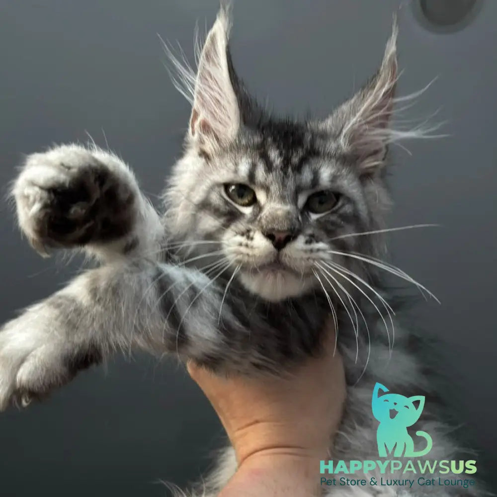 Daiquiri Maine Coon male black silver spotted tabby - live animals