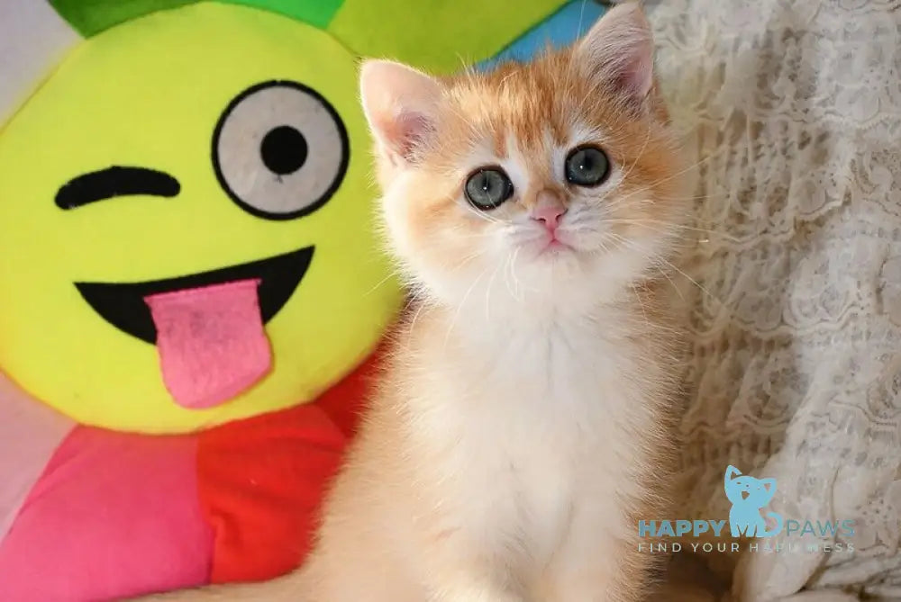 Daisy British Shorthair female black golden chinchilla live animals