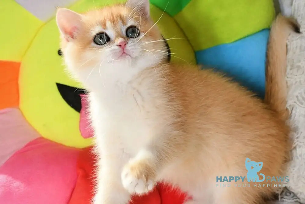 Daisy British Shorthair female black golden chinchilla live animals