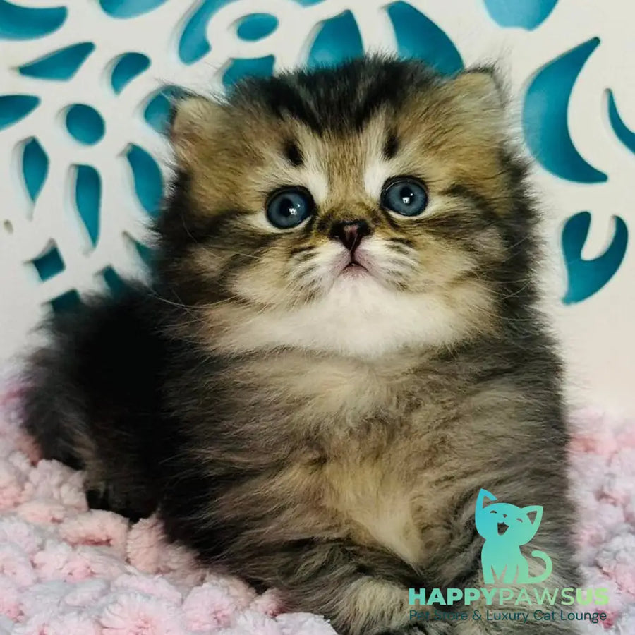 Daisy Scottish Straight female black ticked tabby - live animals