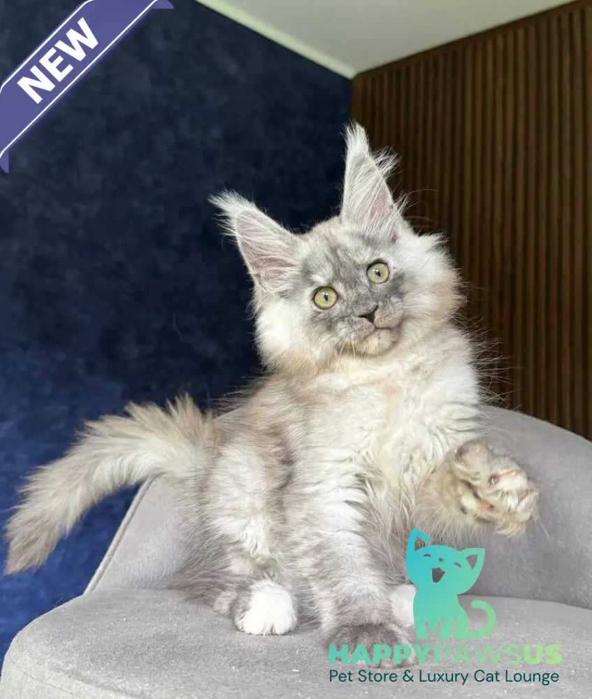 Daja Maine Coon female black tortie silver - live animals