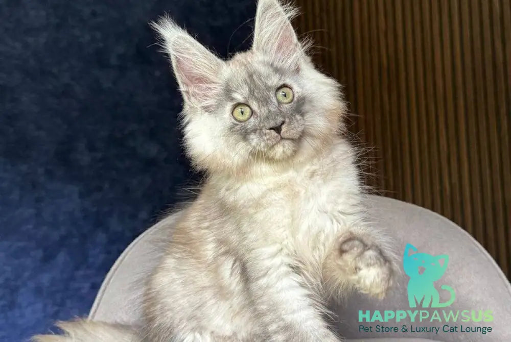 Daja Maine Coon female black tortie silver - live animals