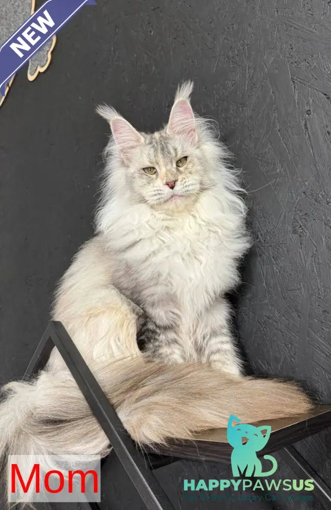 Daja Maine Coon female black tortie silver - live animals
