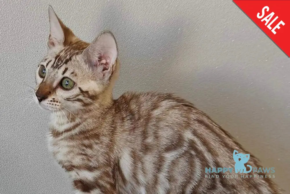 Dakota Bengal female black spotted tabby pointed live animals