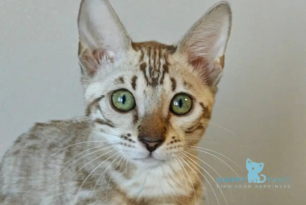 Dakota Bengal female black spotted tabby pointed live animals