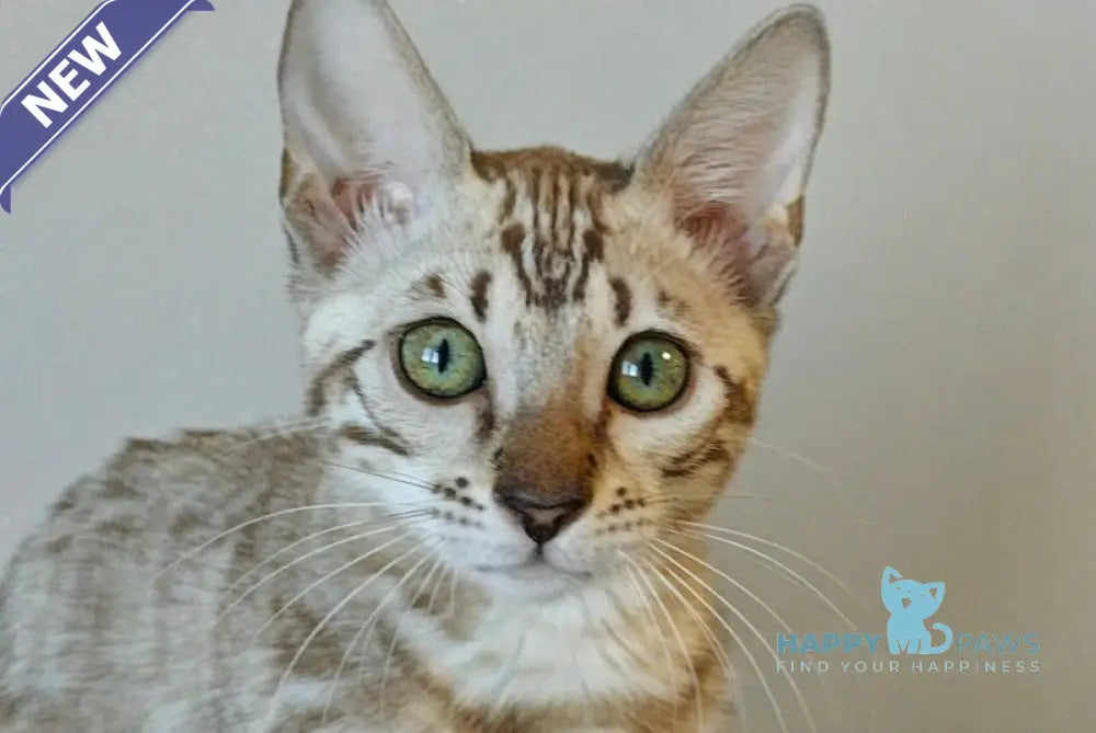 Dakota Bengal female black spotted tabby pointed live animals