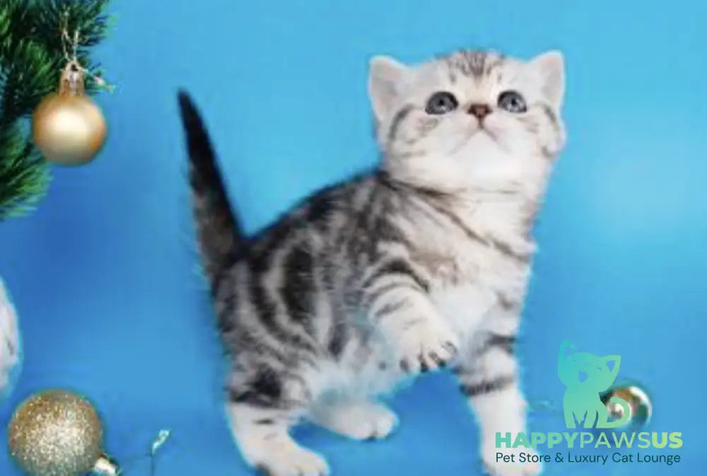 Dakota British Shorthair female black silver tabby live animals