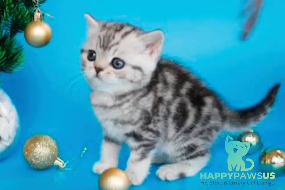 Dakota British Shorthair female black silver tabby live animals