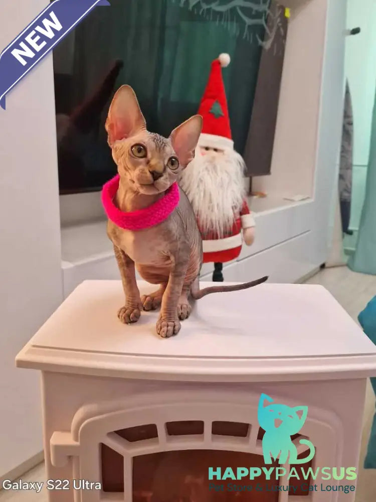Dakota Canadian Sphynx female black tabby - live animals