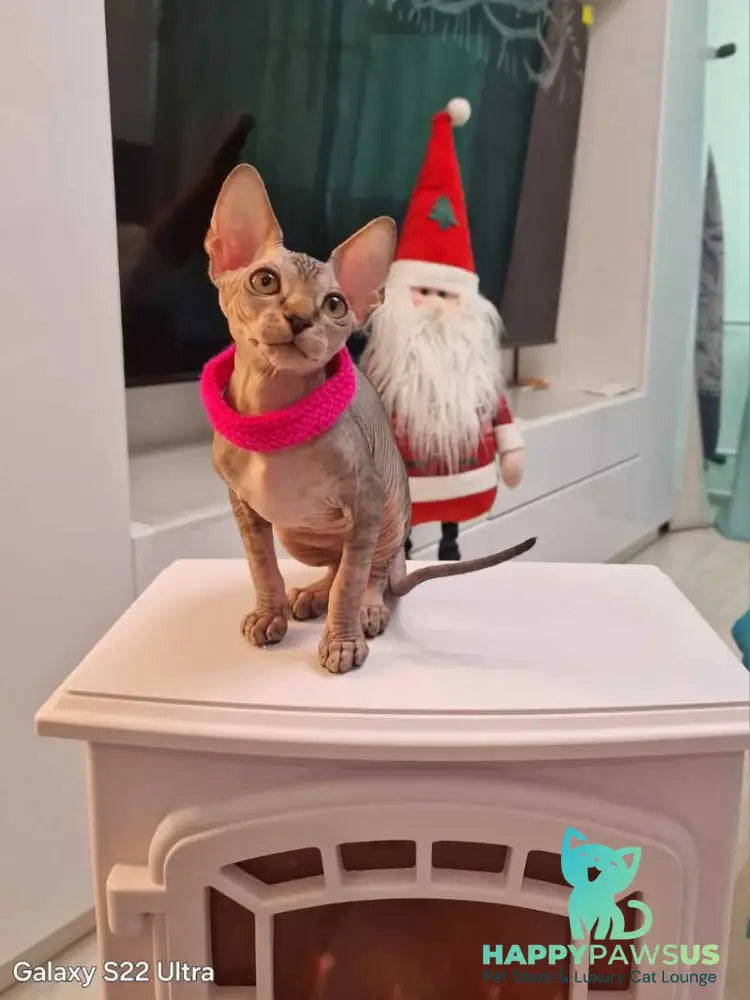 Dakota Canadian Sphynx female black tabby - live animals