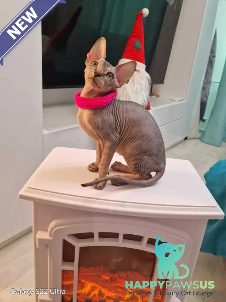 Dakota Canadian Sphynx female black tabby - live animals
