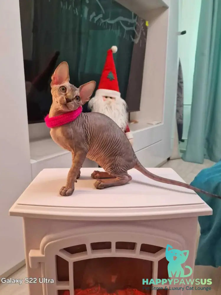 Dakota Canadian Sphynx female black tabby - live animals