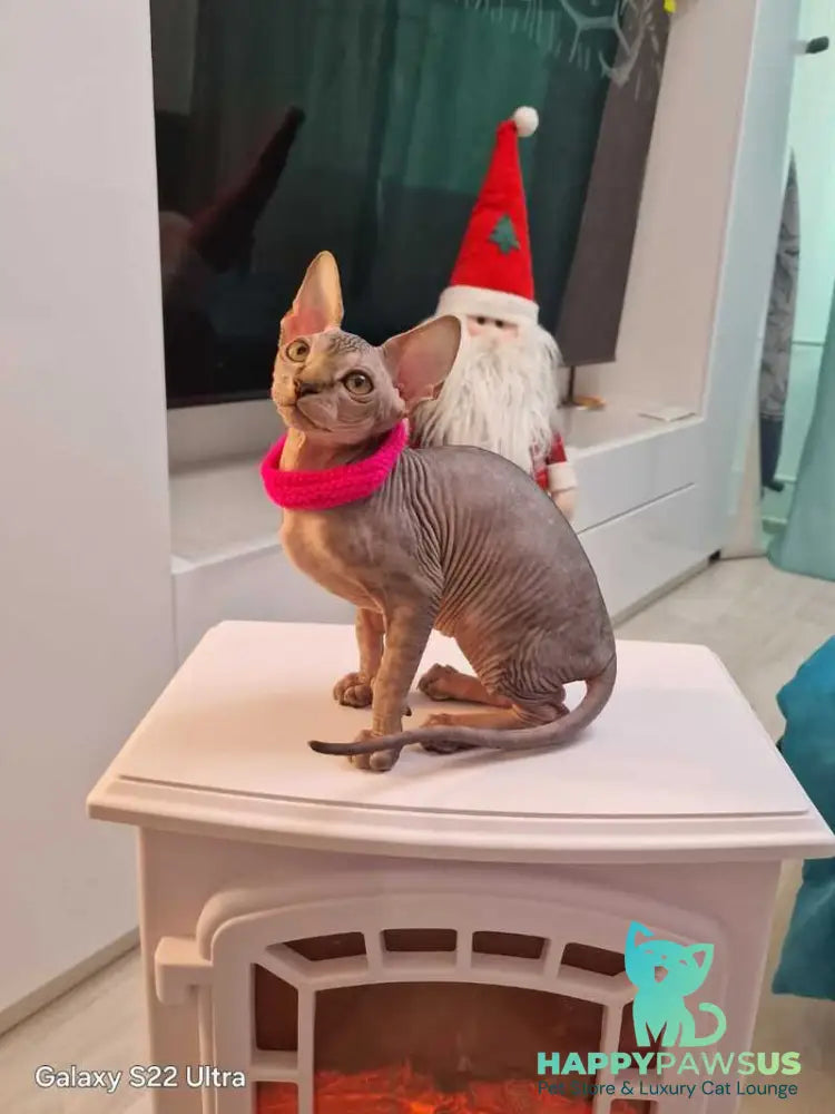 Dakota Canadian Sphynx female black tabby - live animals
