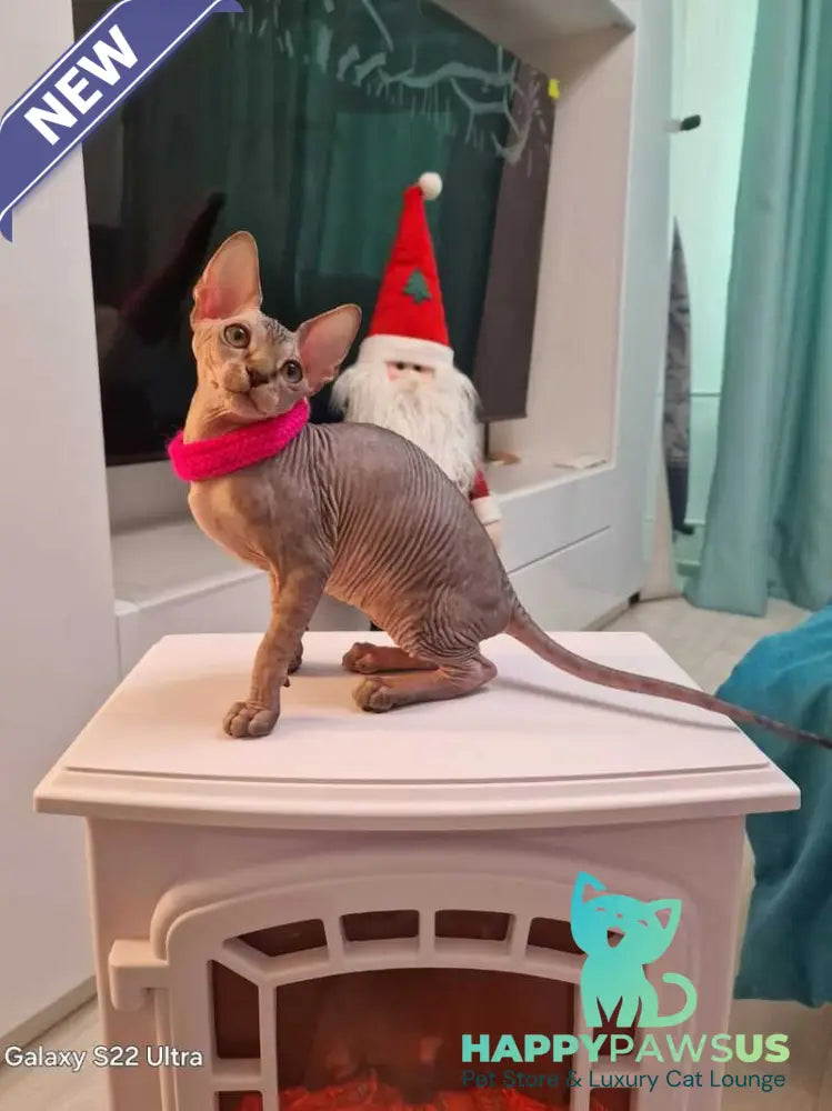 Dakota Canadian Sphynx female black tabby - live animals