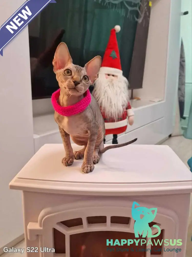 Dakota Canadian Sphynx female black tabby - live animals