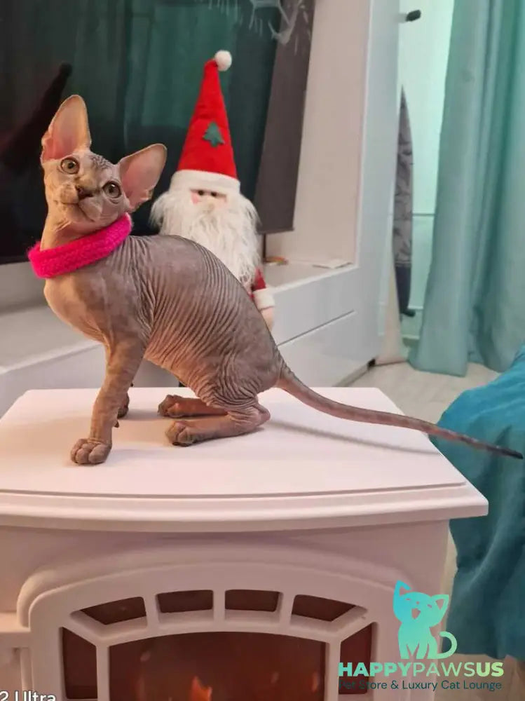 Dakota Canadian Sphynx female black tabby - live animals