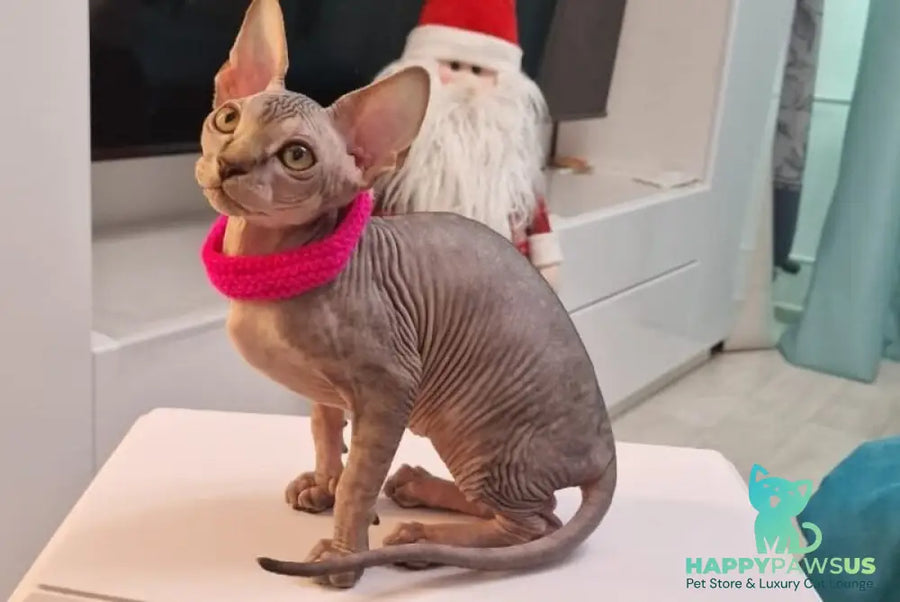 Dakota Canadian Sphynx female black tabby - live animals