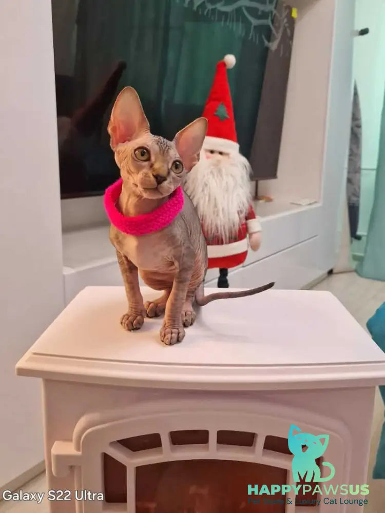 Dakota Canadian Sphynx female black tabby - live animals