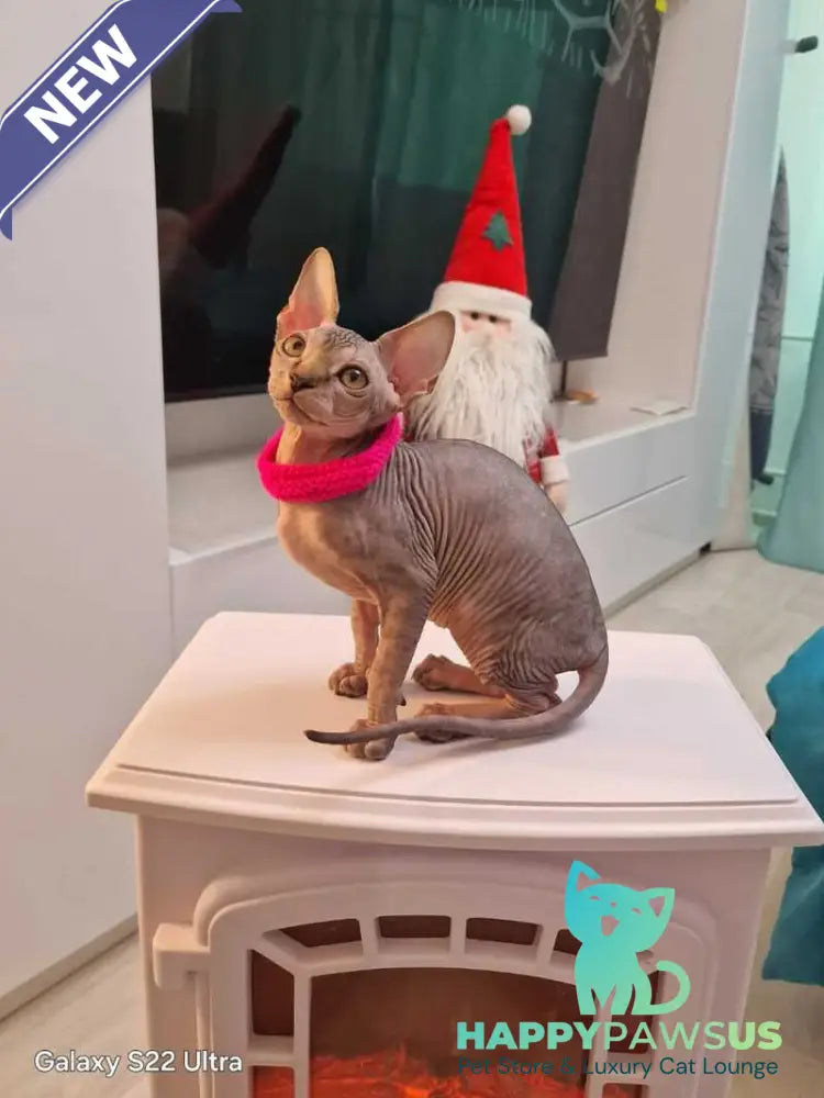 Dakota Canadian Sphynx female black tabby - live animals
