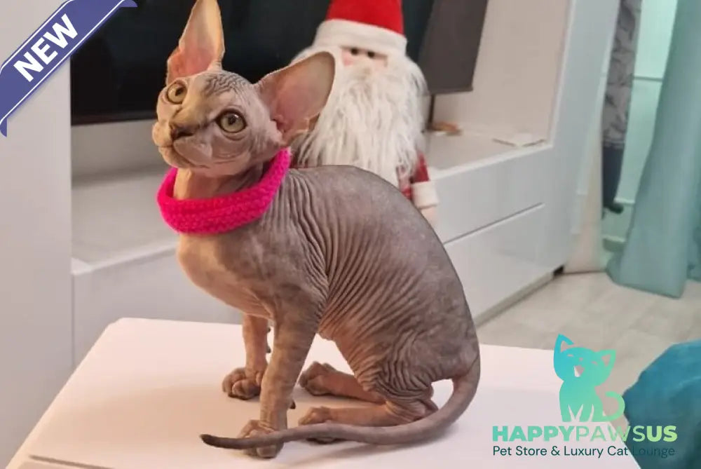 Dakota Canadian Sphynx female black tabby - live animals