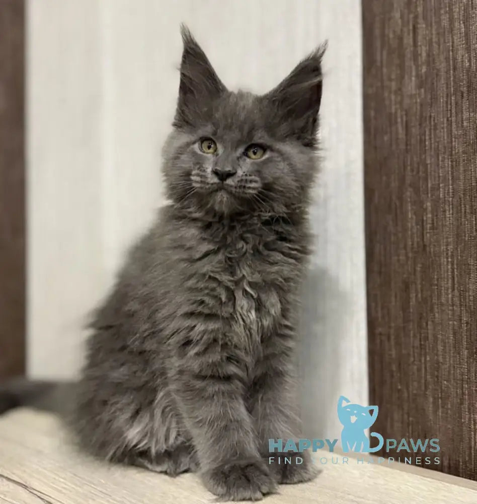 Dakota Maine Coon female blue live animals