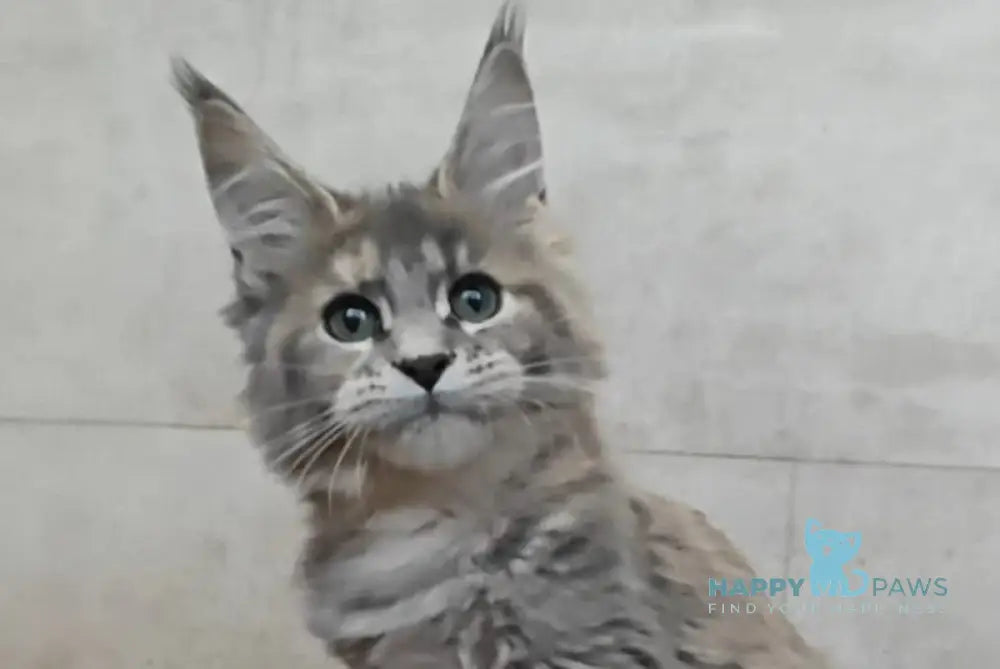 Dakota Maine Coon female blue tortie silver tabby live animals