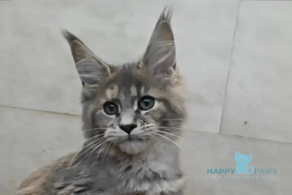 Dakota Maine Coon female blue tortie silver tabby live animals