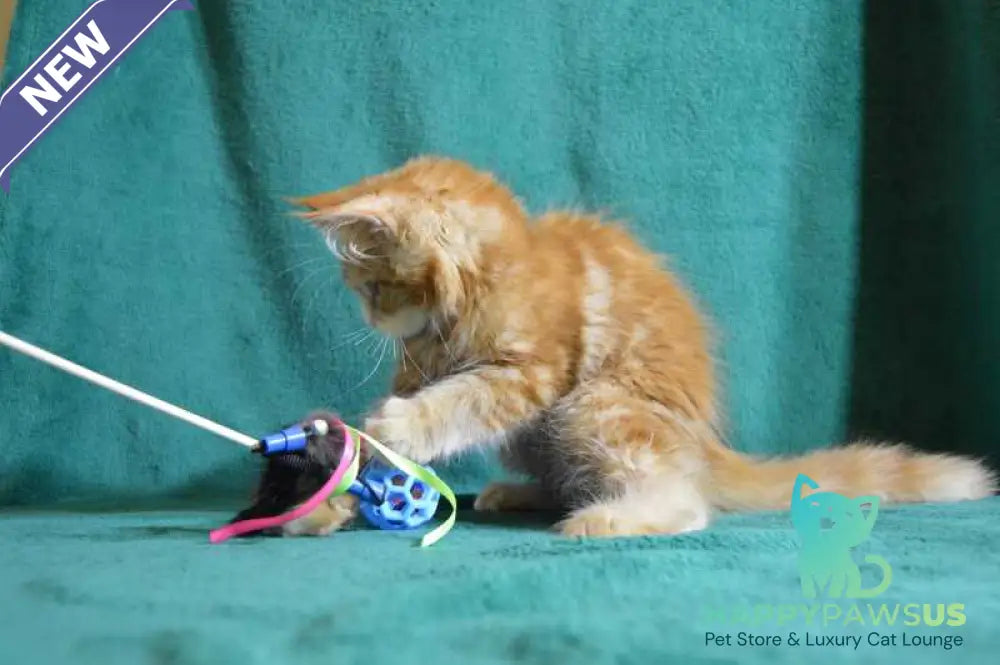 Dakota Maine Coon female red bicolour - live animals