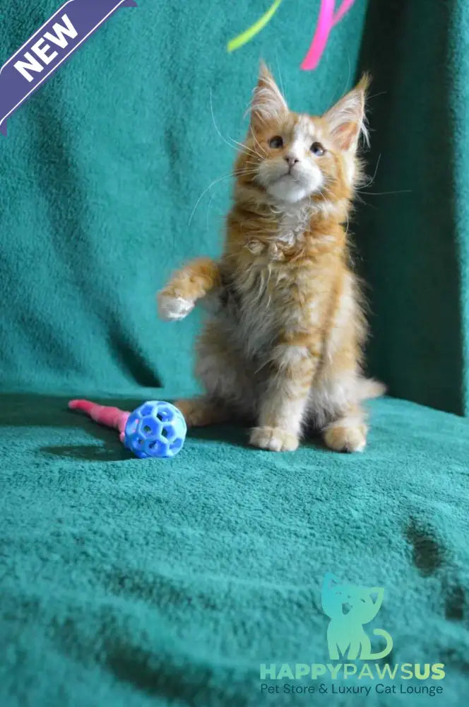 Dakota Maine Coon female red bicolour - live animals